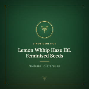 Lemon Whhip Haze IBL Feminised Seeds Lemon Whhip Haze IBL Feminised Seeds