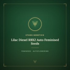 Lilac Diesel RBX2 Auto Feminised Seeds Lilac Diesel RBX2 Auto Feminised Seeds