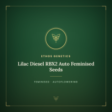 Lilac Diesel RBX2 Auto Feminised Seeds Lilac Diesel RBX2 Auto Feminised Seeds