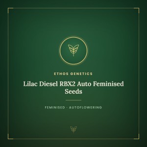 Lilac Diesel RBX2 Auto Feminised Seeds Lilac Diesel RBX2 Auto Feminised Seeds