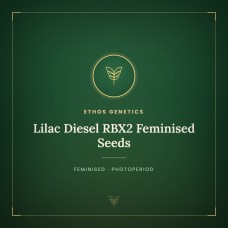 Lilac Diesel RBX2 Feminised Seeds