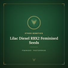 Lilac Diesel RBX2 Feminised Seeds Lilac Diesel RBX2 Feminised Seeds