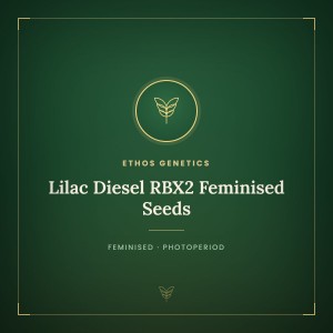 Lilac Diesel RBX2 Feminised Seeds