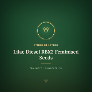 Lilac Diesel RBX2 Feminised Seeds Lilac Diesel RBX2 Feminised Seeds