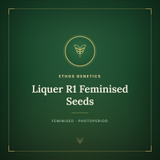 Liquer R1 Feminised Seeds Liquer R1 Feminised Seeds