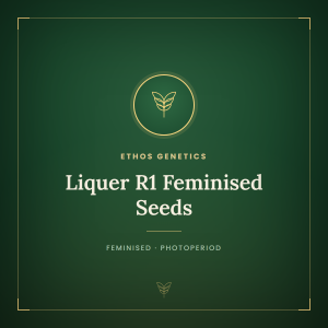Liquer R1 Feminised Seeds