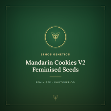 Mandarin Cookies V2 Feminised Seeds Mandarin Cookies V2 Feminised Seeds