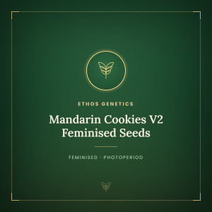 Mandarin Cookies V2 Feminised Seeds Mandarin Cookies V2 Feminised Seeds