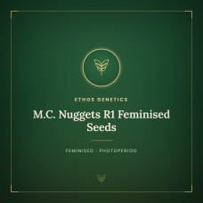 M.C. Nuggets R1 Feminised Seeds M.C. Nuggets R1 Feminised Seeds