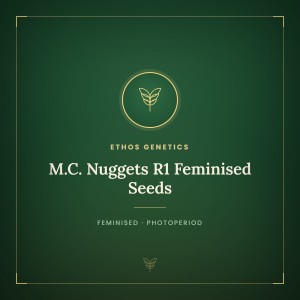 M.C. Nuggets R1 Feminised Seeds M.C. Nuggets R1 Feminised Seeds