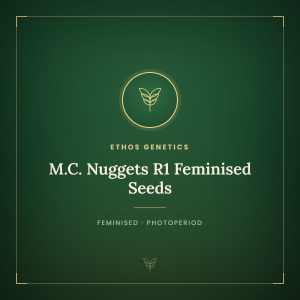 M.C. Nuggets R1 Feminised Seeds M.C. Nuggets R1 Feminised Seeds