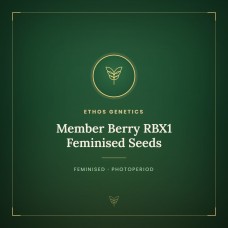 Member Berry RBX1 Feminised Seeds
