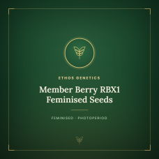 Member Berry RBX1 Feminised Seeds Member Berry RBX1 Feminised Seeds