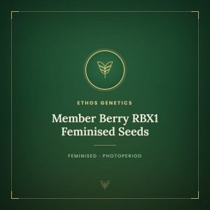 Member Berry RBX1 Feminised Seeds Member Berry RBX1 Feminised Seeds