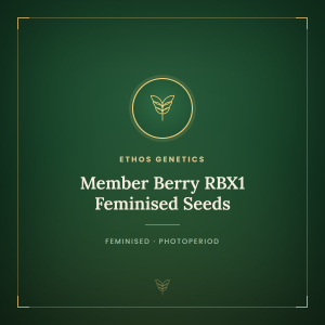 Member Berry RBX1 Feminised Seeds Member Berry RBX1 Feminised Seeds