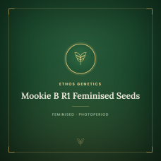 Mookie B R1 Feminised Seeds Mookie B R1 Feminised Seeds