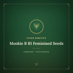 Mookie B R1 Feminised Seeds