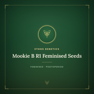 Mookie B R1 Feminised Seeds Mookie B R1 Feminised Seeds