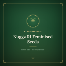 Nuggz R1 Feminised Seeds Nuggz R1 Feminised Seeds