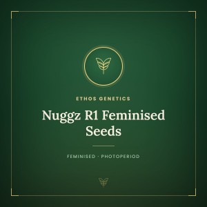 Nuggz R1 Feminised Seeds Nuggz R1 Feminised Seeds