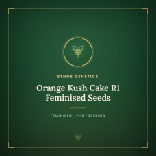 Orange Kush Cake R1 Feminised Seeds Orange Kush Cake R1 Feminised Seeds