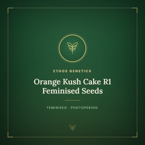 Orange Kush Cake R1 Feminised Seeds