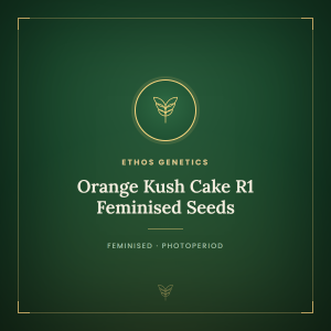 Orange Kush Cake R1 Feminised Seeds