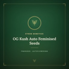 OG Kush Auto Feminised Seeds OG Kush Auto Feminised Seeds
