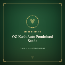 OG Kush Auto Feminised Seeds OG Kush Auto Feminised Seeds
