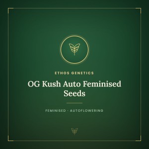 OG Kush Auto Feminised Seeds OG Kush Auto Feminised Seeds