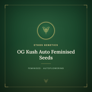 OG Kush Auto Feminised Seeds OG Kush Auto Feminised Seeds