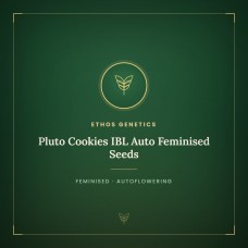 Pluto Cookies IBL Auto Feminised Seeds Pluto Cookies IBL Auto Feminised Seeds