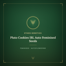Pluto Cookies IBL Auto Feminised Seeds Pluto Cookies IBL Auto Feminised Seeds