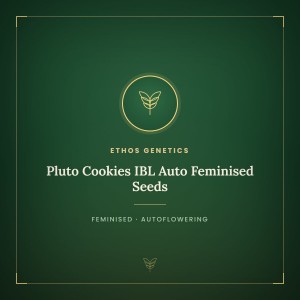 Pluto Cookies IBL Auto Feminised Seeds