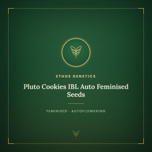 Pluto Cookies IBL Auto Feminised Seeds Pluto Cookies IBL Auto Feminised Seeds