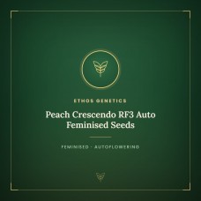 Peach Crescendo RF3 Auto Feminised Seeds Peach Crescendo RF3 Auto Feminised Seeds