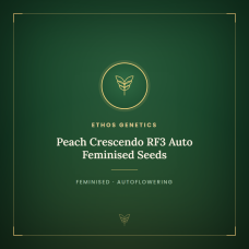 Peach Crescendo RF3 Auto Feminised Seeds Peach Crescendo RF3 Auto Feminised Seeds