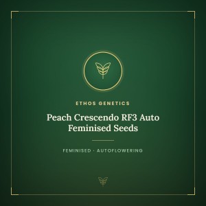 Peach Crescendo RF3 Auto Feminised Seeds