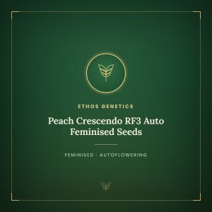Peach Crescendo RF3 Auto Feminised Seeds Peach Crescendo RF3 Auto Feminised Seeds