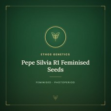 Pepe Silvia R1 Feminised Seeds