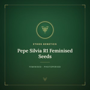 Pepe Silvia R1 Feminised Seeds Pepe Silvia R1 Feminised Seeds