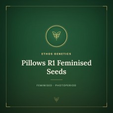 Pillows R1 Feminised Seeds