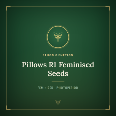 Pillows R1 Feminised Seeds Pillows R1 Feminised Seeds