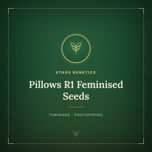 Pillows R1 Feminised Seeds Pillows R1 Feminised Seeds