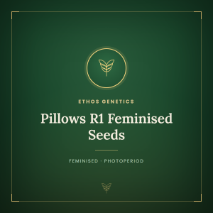 Pillows R1 Feminised Seeds Pillows R1 Feminised Seeds
