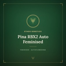 Pina RBX2 Auto Feminised Pina RBX2 Auto Feminised