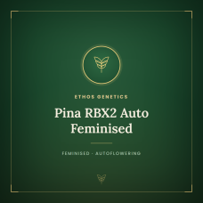 Pina RBX2 Auto Feminised Pina RBX2 Auto Feminised