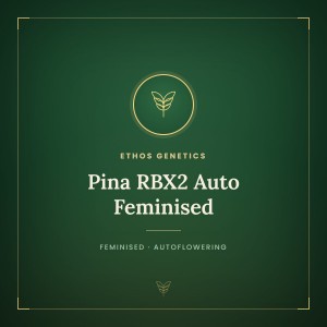 Pina RBX2 Auto Feminised Pina RBX2 Auto Feminised