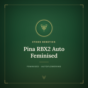 Pina RBX2 Auto Feminised