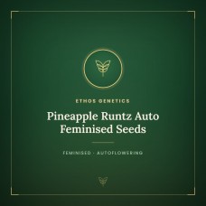 Pineapple Runtz Auto Feminised Seeds Pineapple Runtz Auto Feminised Seeds